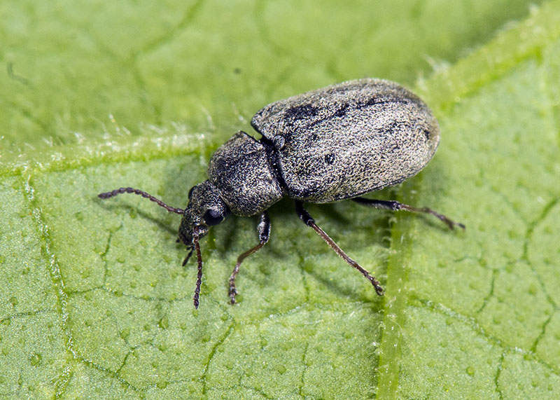 Mycteridae? S, forse Mycterus umbellatarum